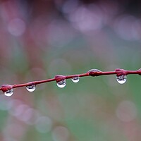 Buy canvas prints of Rain drops on a Branch by Susan Snow