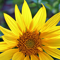 Buy canvas prints of A Sunflower up close by Susan Snow