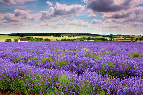 Lavender field in the Cotswolds Picture Board by Susan Snow
