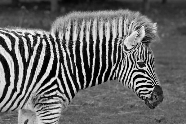 Zebra in Black and White Picture Board by Susan Snow