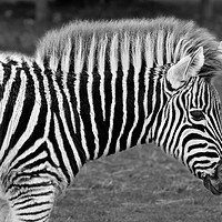 Buy canvas prints of Zebra in Black and White by Susan Snow