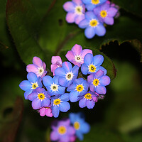 Buy canvas prints of Forget Me Nots by Susan Snow