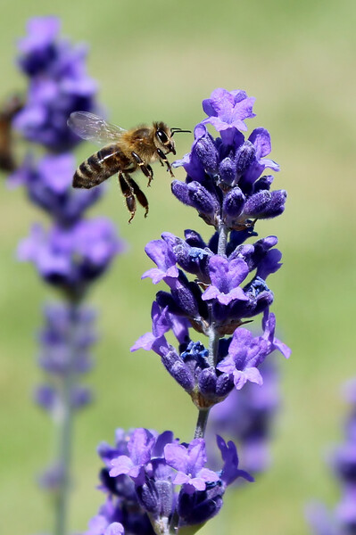 A Bee and Lavender Picture Board by Susan Snow