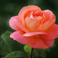 Buy canvas prints of Peach Rose by Susan Snow