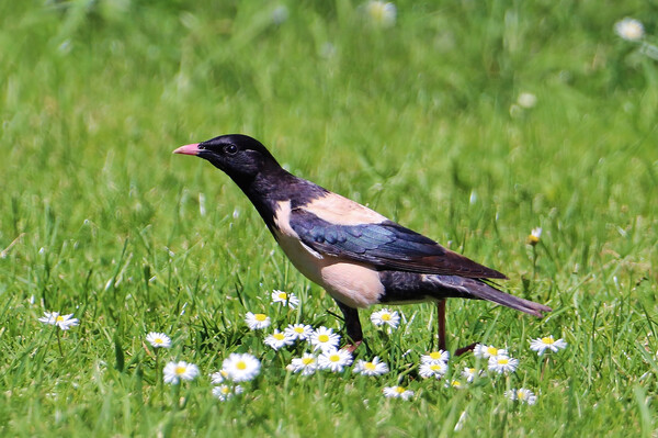 Rosy Starling Picture Board by Susan Snow