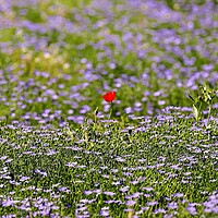 Buy canvas prints of A Poppy With Linseed by Susan Snow