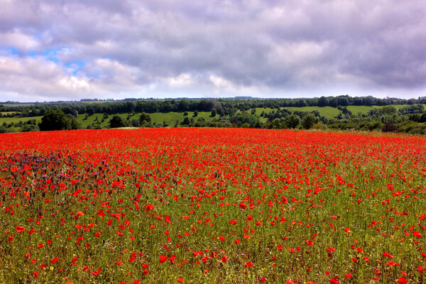 Poppy Field in the Cotswolds Picture Board by Susan Snow