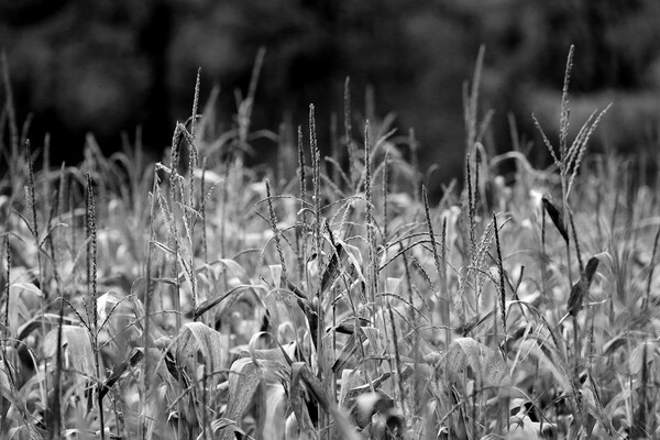 Wheat Field in Black and White Picture Board by Susan Snow
