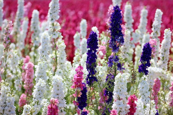 A field of Delphiniums Picture Board by Susan Snow