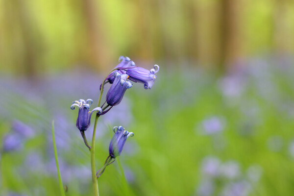 Cheltenham Bluebell Wood Picture Board by Susan Snow