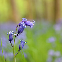 Buy canvas prints of Cheltenham Bluebell Wood by Susan Snow