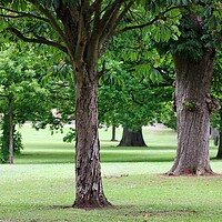 Buy canvas prints of Trees in a Park by Susan Snow