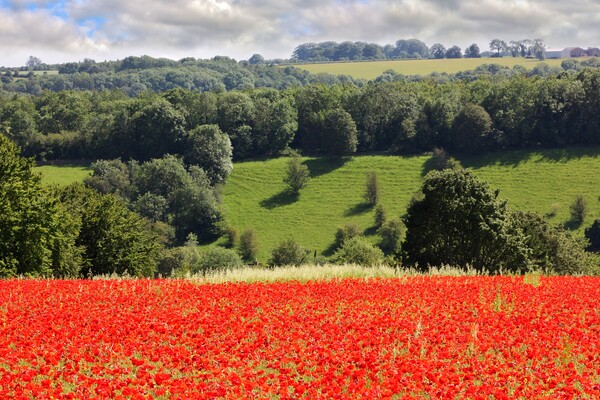 Poppy Field in the Cotswolds Picture Board by Susan Snow