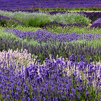 Buy canvas prints of Lavender in the Cotswolds by Susan Snow