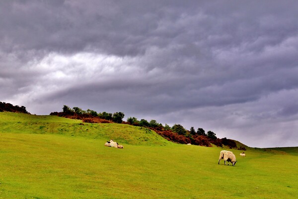 Dramatic Sky on Cleeve Common Picture Board by Susan Snow