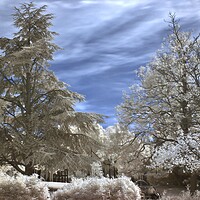 Buy canvas prints of Park Campus Cheltenham in Infrared by Susan Snow