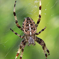 Buy canvas prints of European garden spider by Susan Snow