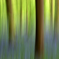 Buy canvas prints of Abstract Bluebell Wood by Susan Snow