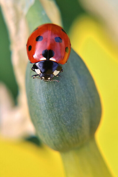 Ladybird on a daffodil Picture Board by Susan Snow
