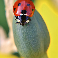 Buy canvas prints of Ladybird on a daffodil by Susan Snow