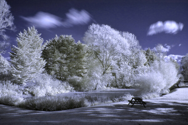Beckford Lake in Infrared Picture Board by Susan Snow