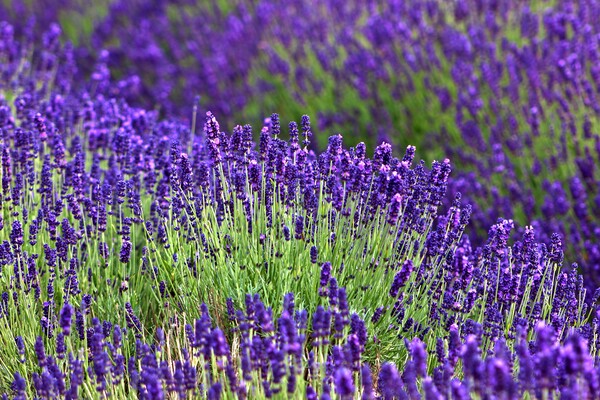 Lavender in the Cotswolds Picture Board by Susan Snow