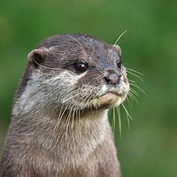 Buy canvas prints of Asian Short Clawed Otter by Susan Snow