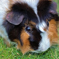 Buy canvas prints of Gorgeous Abyssinian Guinea Pig by Susan Snow