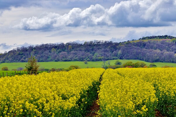 Rapeseed Field Picture Board by Susan Snow