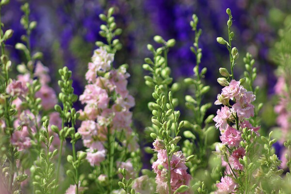 A field of Delphiniums Picture Board by Susan Snow