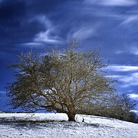 Buy canvas prints of Tree in Infrared by Susan Snow