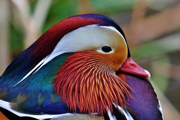 Mandarin Duck Picture Board by Susan Snow