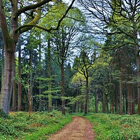 Buy canvas prints of Cotswold Woodland by Susan Snow