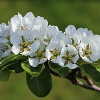 Buy canvas prints of Pear Tree Blossom by Susan Snow