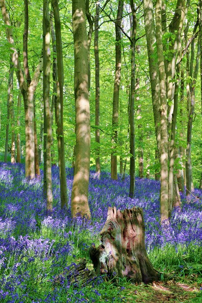 Cotswold Bluebell Wood Picture Board by Susan Snow