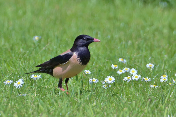 Rosy Starling Picture Board by Susan Snow