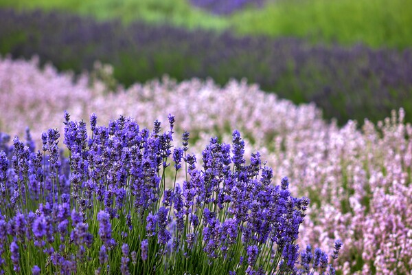 Lavender in the Cotswolds Picture Board by Susan Snow