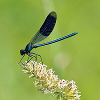 Buy canvas prints of Banded Demoiselle by Susan Snow
