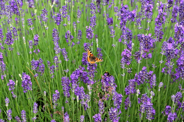 Butterfly in Lavender Picture Board by Susan Snow
