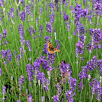 Buy canvas prints of Butterfly in Lavender by Susan Snow