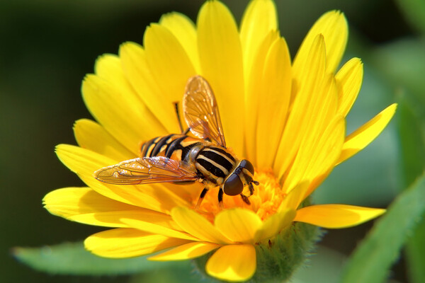 Hoverfly on a Marigold Picture Board by Susan Snow
