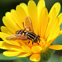 Buy canvas prints of Hoverfly on a Marigold by Susan Snow
