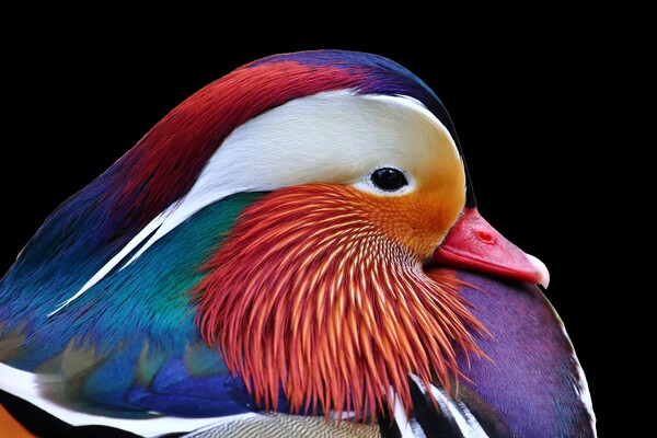 Mandarin Duck Picture Board by Susan Snow
