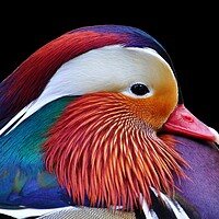 Buy canvas prints of Mandarin Duck by Susan Snow