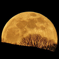 Buy canvas prints of Golden Full Moon Rising Behind Trees by Susan Snow
