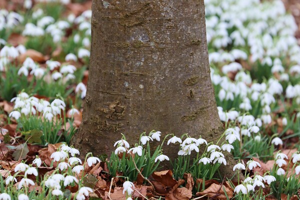 Snowdrops around a tree trunk Picture Board by Susan Snow