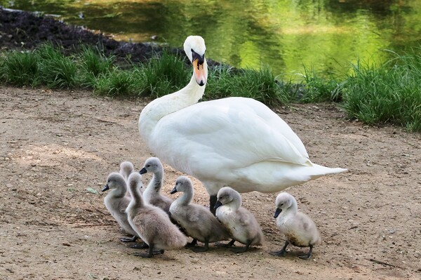 Swan and Cygnets Picture Board by Susan Snow