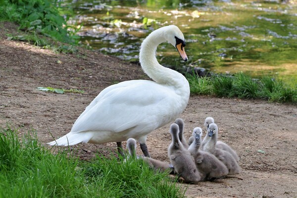 Swan and Cygnets Picture Board by Susan Snow