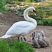 Buy canvas prints of Swan and Cygnets by Susan Snow