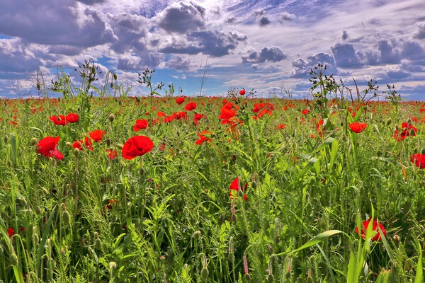 Poppy Field in Bishops Cleeve Picture Board by Susan Snow